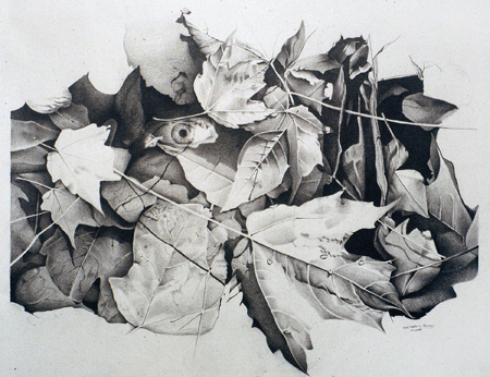pencil drawing eye stares out of leaves